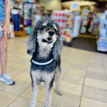 Petz Place - Pet Stores Near Me - Goodyear, Arizona Petz Place - Pet Stores Near Me - Goodyear, Arizona