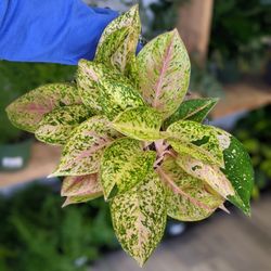 For Garden's Sake - Aglaonema Sparkling Sarah