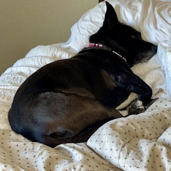 Hampton Inn & Suites Flagstaff - We all slept well! Pet friendly! - Hotels Near Me - Flagstaff, Arizona Hampton Inn & Suites Flagstaff - We all slept well! Pet friendly! - Hotels Near Me - Flagstaff, Arizona