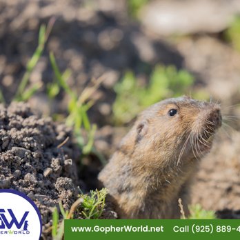 Gopher World - Pest Control Near Me - Lafayette, California Gopher World - Pest Control Near Me - Lafayette, California