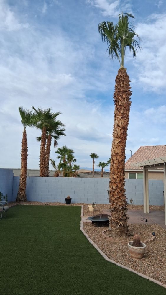 Vegas Landscaping Services - tree service in Las Vegas, NV