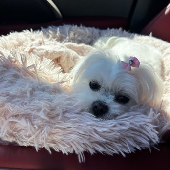 G G Grooming - Pet Groomers Near Me - Garden Grove, California