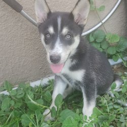 Puppy Pleasers Rescue