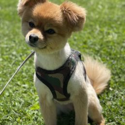 My sweet puppy