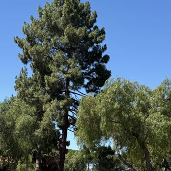Newark Community Park - Tall trees - Parks Near Me - Newark, California Newark Community Park - Tall trees - Parks Near Me - Newark, California
