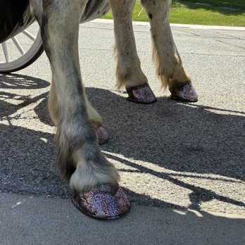 G & F Carriages - Pink sparkly polish on the horses' hooves - Party Equipment Rentals Near Me - Bloomington, California G & F Carriages - Pink sparkly polish on the horses' hooves - Party Equipment Rentals Near Me - Bloomington, California