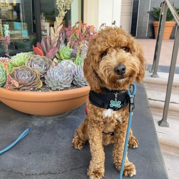 Peak Performance Dog Training - Pet Training Near Me - Ladera Ranch, California Peak Performance Dog Training - Pet Training Near Me - Ladera Ranch, California