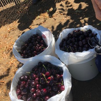 Kelsey Cherry Pickin' Farm - Pick Your Own Farms Near Me - Byron, California Kelsey Cherry Pickin' Farm - Pick Your Own Farms Near Me - Byron, California