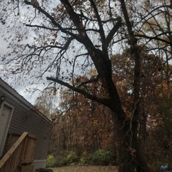 Two Brothers Tree Service and Landscaping - Tree needed downed beside trailer