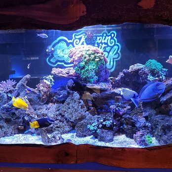 Keepin It Reef - Local Fish Stores Near Me - Littleton, Colorado