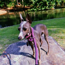 The Duck Pond - Frances