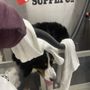 Photo of Tractor Supply