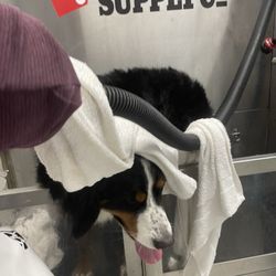 Tractor Supply - Bernese Mt Dog wash day