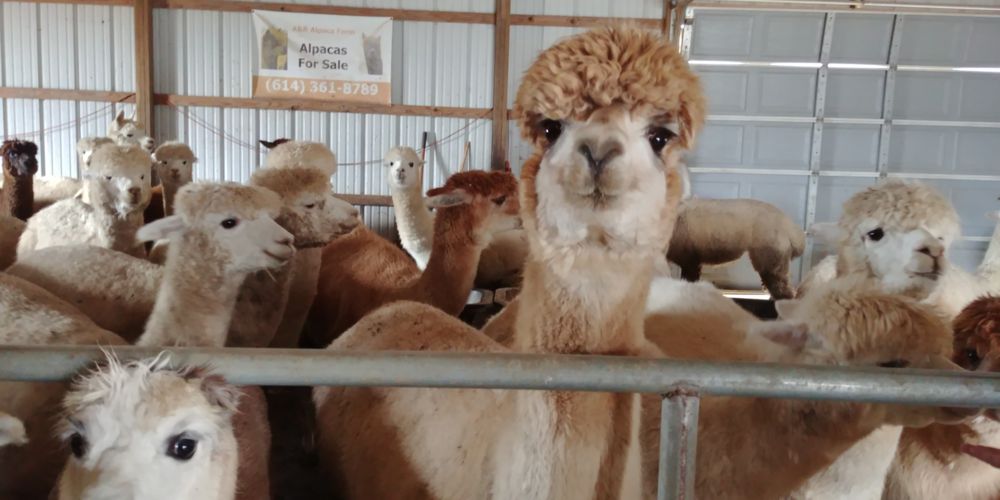 A & R Alpacafarm and Gift Shop - beekeeping in Williamsport, OH