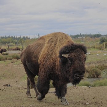 Olympic Game Farm - Bison - Zoos Near Me - Sequim, Washington Olympic Game Farm - Bison - Zoos Near Me - Sequim, Washington