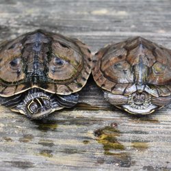 Crazy Critters