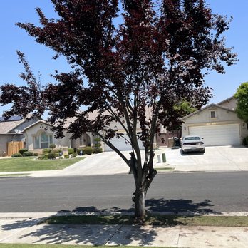 Jay's Tree Trimmming and Removal - Tree Services Near Me Jay's Tree Trimmming and Removal - Tree Services Near Me