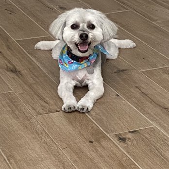Goldilocks Grooming - After: Feeling like a million bucks. - Pet Groomers Near Me Goldilocks Grooming - After: Feeling like a million bucks. - Pet Groomers Near Me