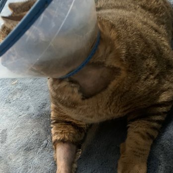 Van Nuys Veterinary Clinic - Veterinarians Near Me - Van Nuys, California Van Nuys Veterinary Clinic - Veterinarians Near Me - Van Nuys, California