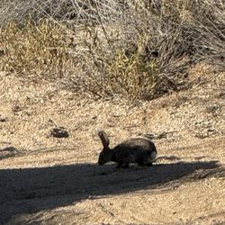 Pima Dynamite Trailhead