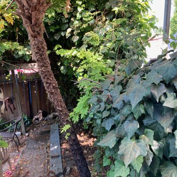 Bravo's Landscaping Services - before - Tree Services Near Me Bravo's Landscaping Services - before - Tree Services Near Me