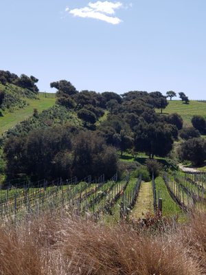 Spear Vineyards and Winery by null