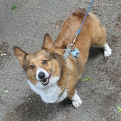Dog Days & Cat Naps - Dexter is ready for his walk!