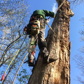 Sunny Days Construction & Maintenance - Dead tree removal - Tree Services Near Me - Fort Pierce, Florida Sunny Days Construction & Maintenance - Dead tree removal - Tree Services Near Me - Fort Pierce, Florida