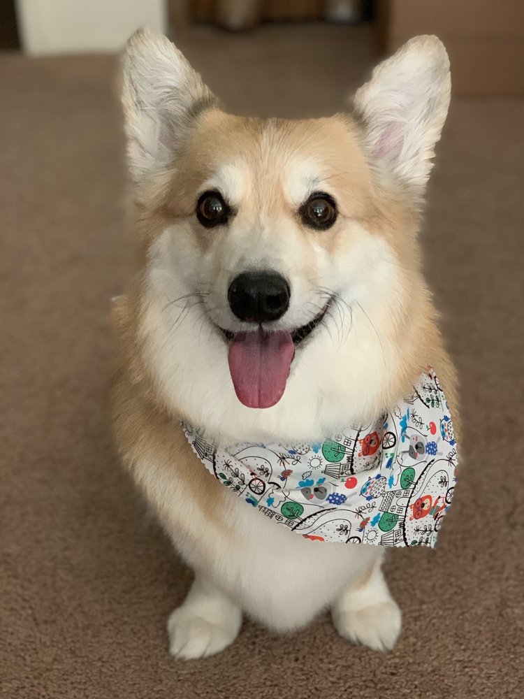 SYDNEE’S PET GROOMINGWEST SACRAMENTO Updated July 2024 117 Photos