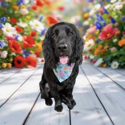 Bless Your Paws Grooming - Sanitary trim