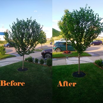 Michaelangela Tree And Landscape - Tree Services Near Me