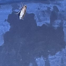 Jason's Deli - Cockroach