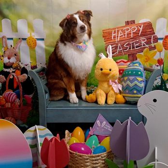 Shiney Dog’s - Pet Groomers Near Me Shiney Dog’s - Pet Groomers Near Me