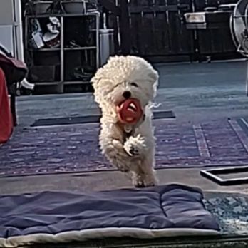 Lane's Cuddle Clean Solutions - Leo running with 6ball look at him go! - Pet Sitting Near Me Lane's Cuddle Clean Solutions - Leo running with 6ball look at him go! - Pet Sitting Near Me