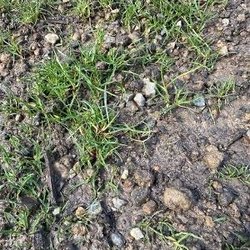 Rush Contracting Company - Stones in topsoil 1