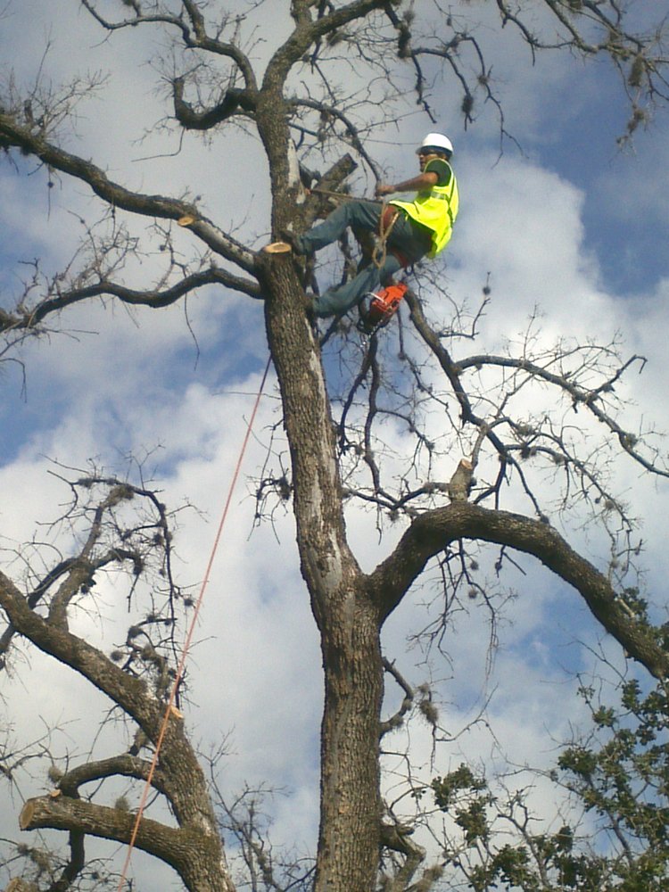 C.I.R TREE SERVICE Updated October 2024 46 Photos & 12 Reviews