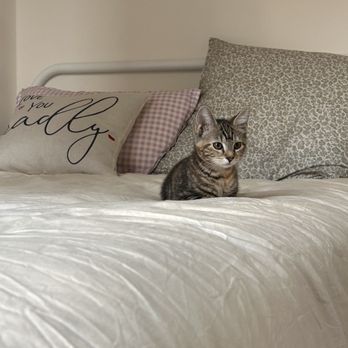 Brooklyn Paws Foundation - Kitty - Animal Shelters Near Me - Brooklyn, New York