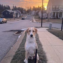 Country Comfort Kennels & Camp - My pup Rio