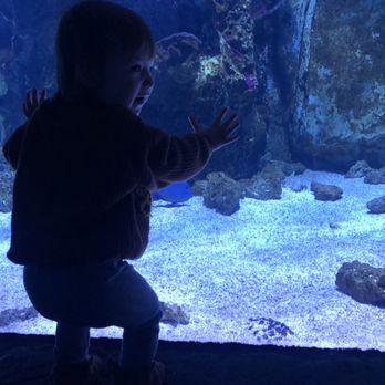 Newport Aquarium - Aquariums Near Me - Newport, Kentucky