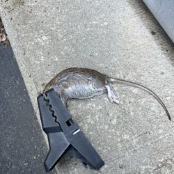 Ahearn Pest Solutions