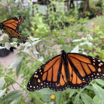 Chattahoochee Nature Center - Monarchs - Botanical Gardens Near Me - Roswell, Georgia