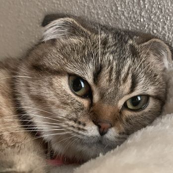 Lovablefluffs Cattery - Scottish Fold Kitten (Tulip) (8 months old) - Pet Breeders Near Me Lovablefluffs Cattery - Scottish Fold Kitten (Tulip) (8 months old) - Pet Breeders Near Me
