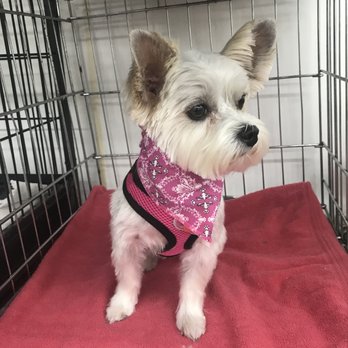 Furry Friends - Pet Groomers Near Me - Bridgeville, Pennsylvania Furry Friends - Pet Groomers Near Me - Bridgeville, Pennsylvania