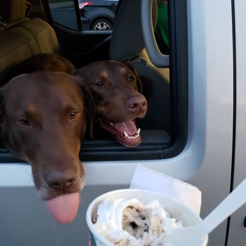 Sprinkles Ice Cream Shoppe - No puppies, you can't have my $&@! Just got serious! - Ice Cream & Frozen Yogurt Near Me - Schaumburg, Illinois Sprinkles Ice Cream Shoppe - No puppies, you can't have my $&@! Just got serious! - Ice Cream & Frozen Yogurt Near Me - Schaumburg, Illinois