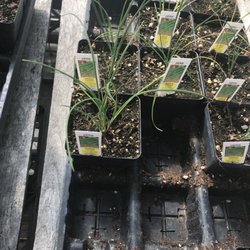 Wind Ridge Herb Farm