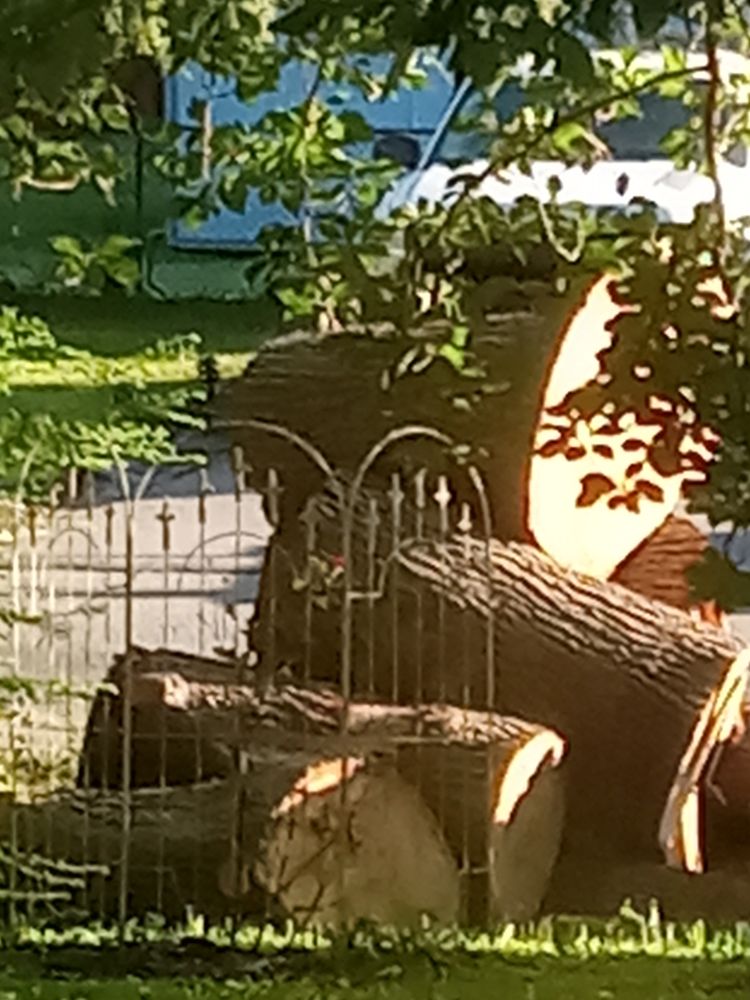 Presto Landscape & Tree Services - tree service in Charlotte, NC