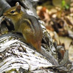 Straight Lake State Park - Chipmunk.