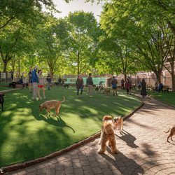 Seger Dog Park - Newly resurfaced artificial turf.