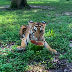Zoosiana