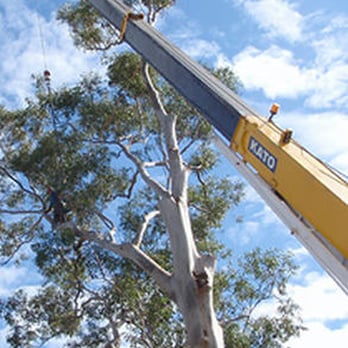 Tree Care - Tree Services Near Me - Wayne, New Jersey Tree Care - Tree Services Near Me - Wayne, New Jersey